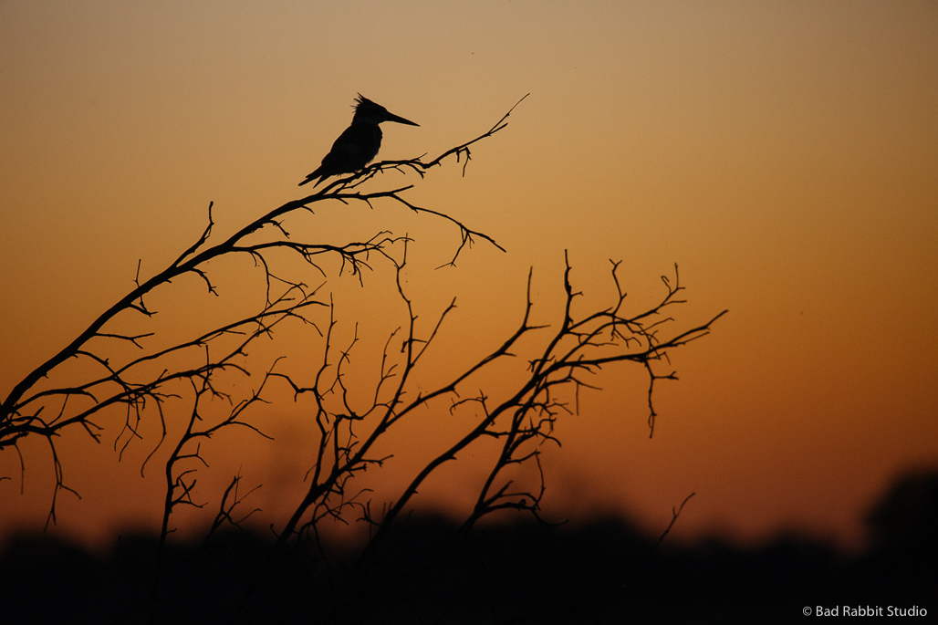 okavango delta